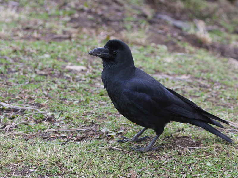 Large-billed Crow, Trongsa, Bhutan