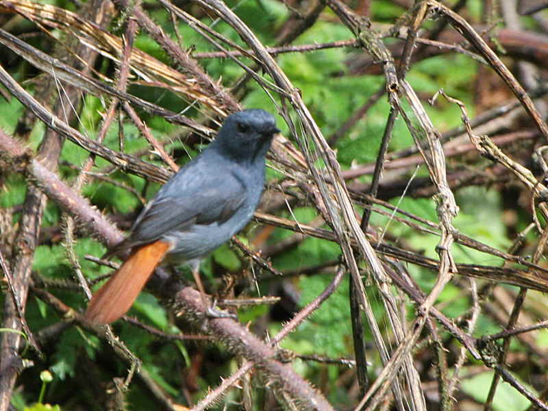 Plumbeous Water Redstart, Jigme Dorji National Park, Bhutan