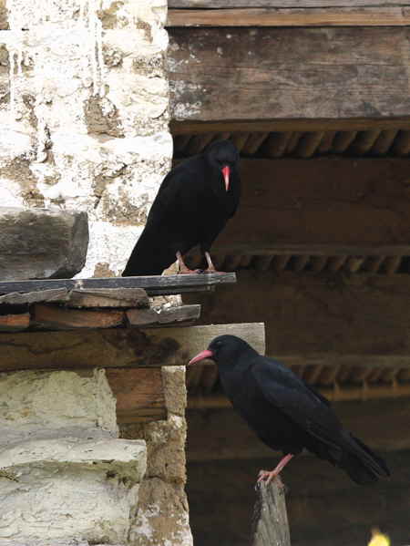 Red-billed Chough, Yathra, Bhutan