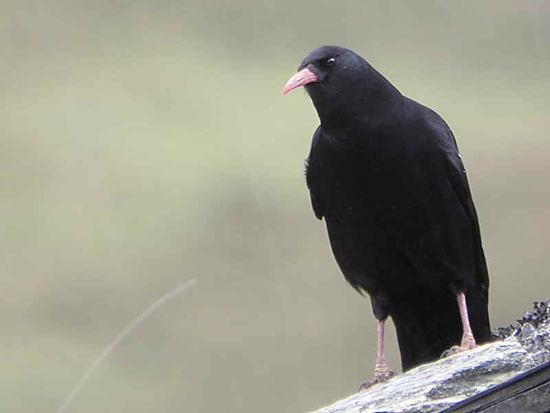 Red-billed Chough, Trongsa, Bhutan