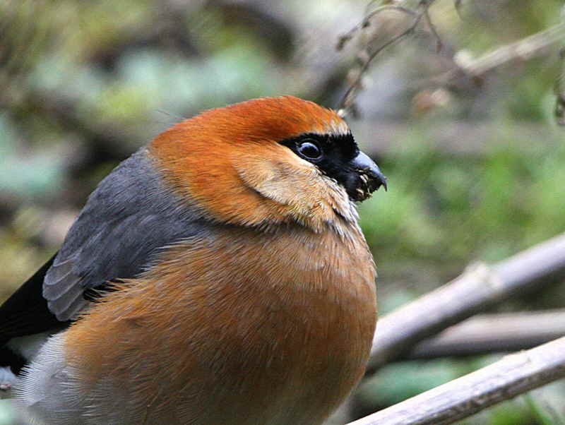 Red-headed Bullfinch (male), Dochu la, Bhutan