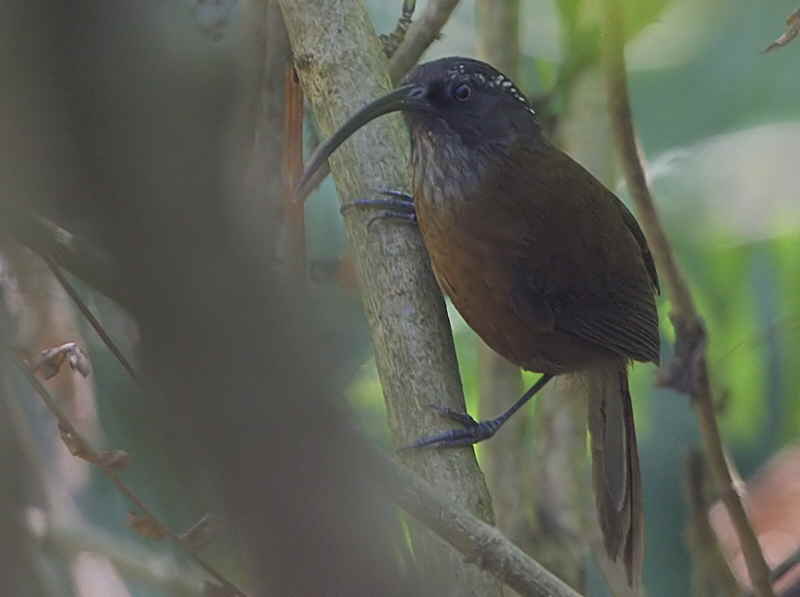 Slender-billed Scimitar Babbler, Shemgang, Bhutan