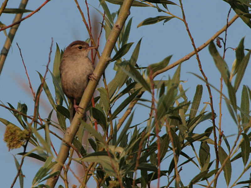 Cettis Warbler, Dalyan, Turkey