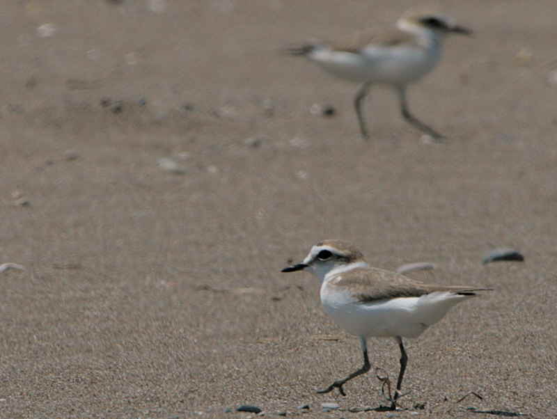 Kentish Plover, Iztuzu Beach, Dalyan, Turkey