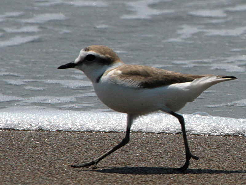 Kentish Plover, Iztuzu Beach, Dalyan, Turkey