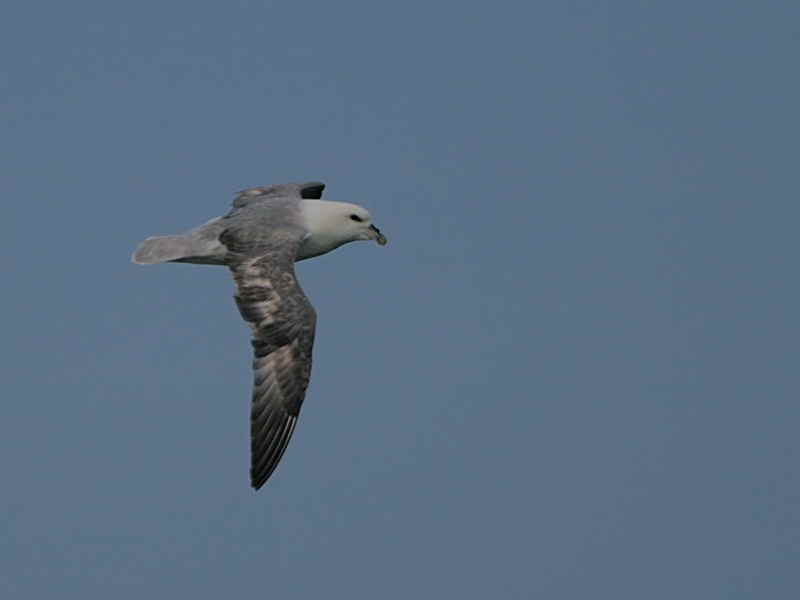 Fulmar, Fife Ness