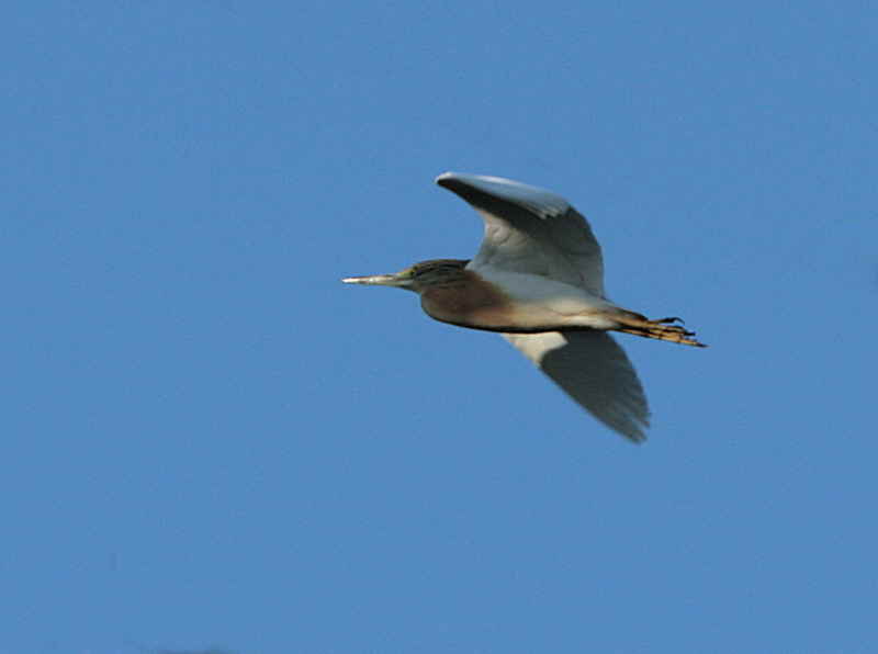 Squacco Heron, Dalyan, Turkey