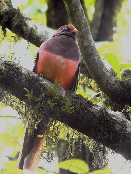 Wards Trogon, upper Limethang Road, Bhutan