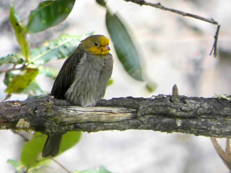Yellow-rumped Honeyguide, Cheri valley, Bhutan