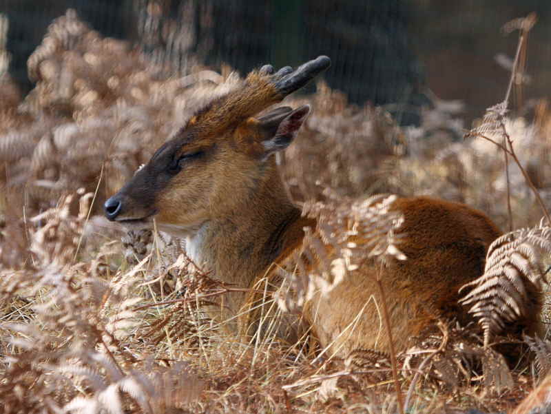Barking Deer, Thimpu Reserve, Bhutan