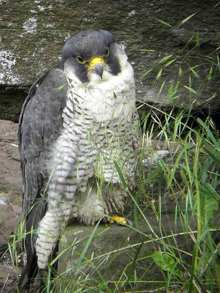 Peregrine Falcon, Falls of Clyde