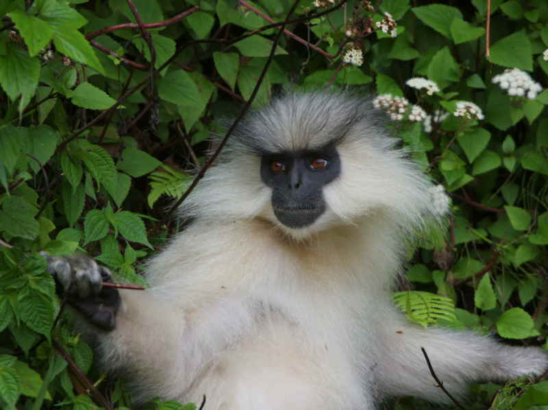 Golden Langur, Lingmethang Road, Bhutan