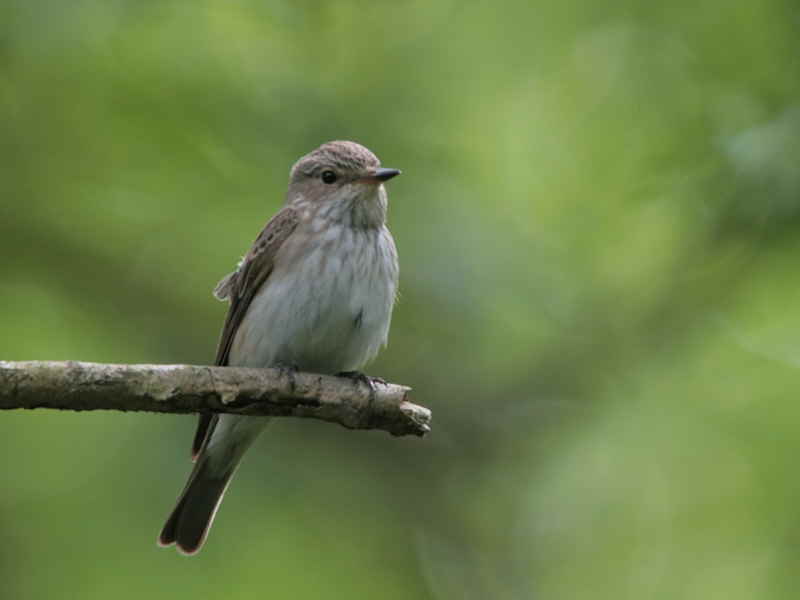 Spotted Flycatcher, Loch Lomond NNR, Clyde