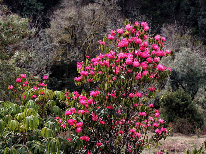 Rhodendrons, Dochu la, Bhutan