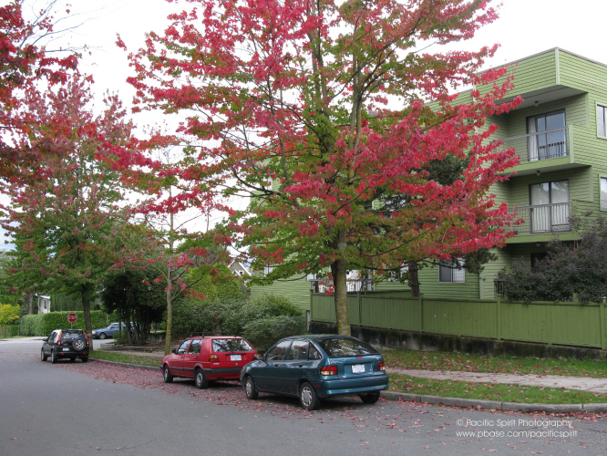 Windsor Street at 8th Avenue, Mount Pleasant
