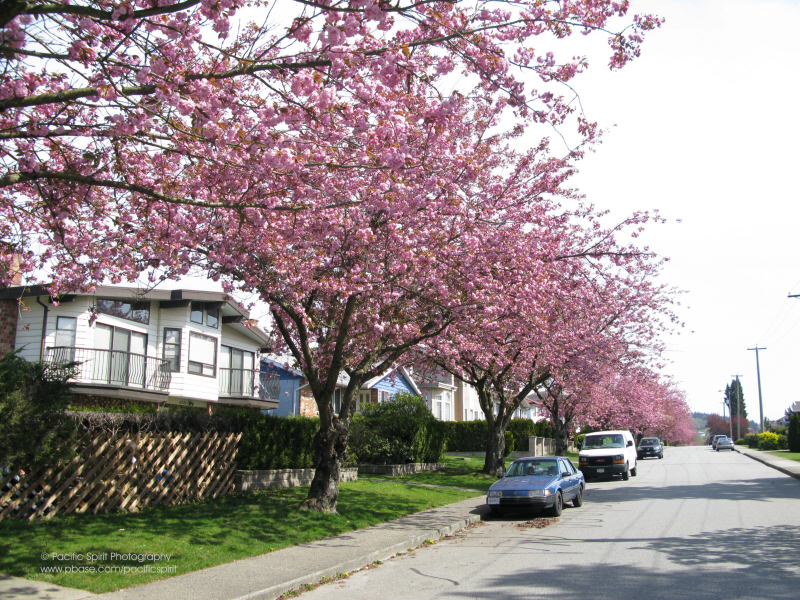 Spring on Kitchener Street in Lochdale, Burnaby