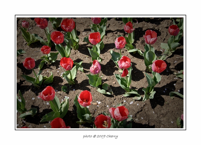 tulip-15.jpg