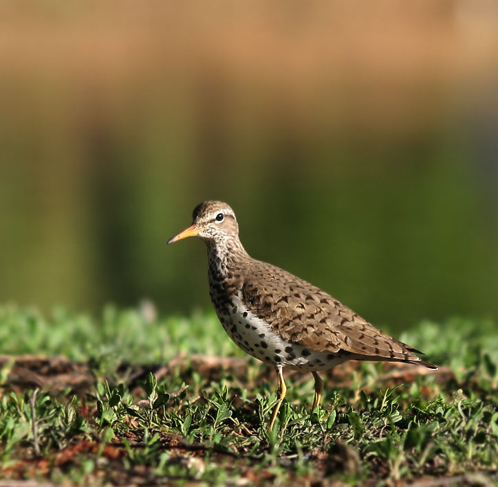 Spotted Sandpiper