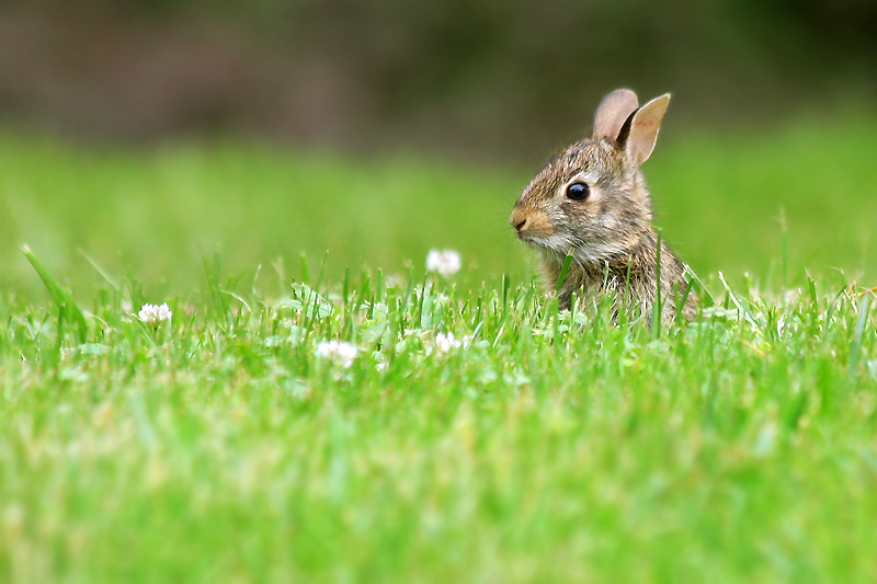 Little Bunny