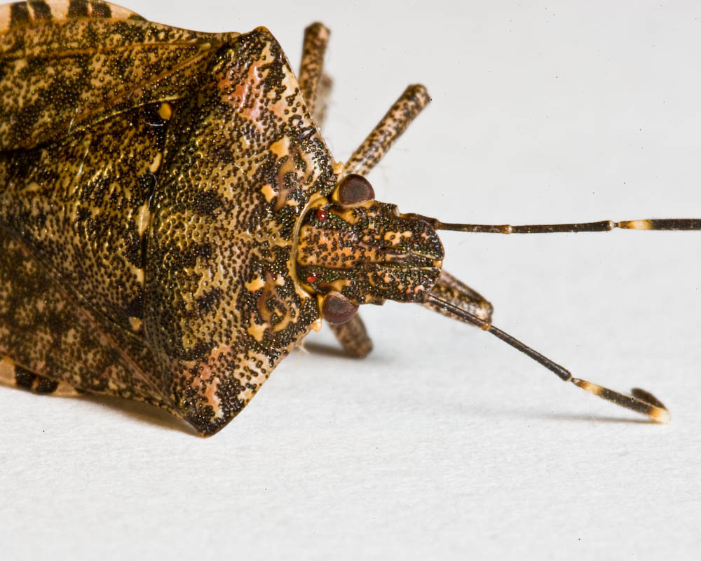 Oct 7 09 Bug Macros-011-2.jpg