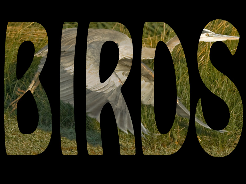 Birds Title Page.jpg