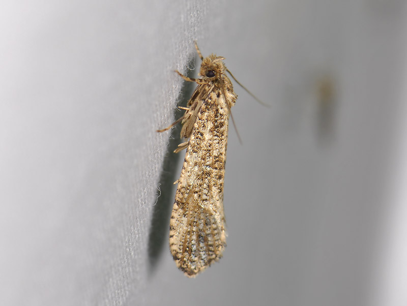0199   Morophaga choragella  3576.jpg