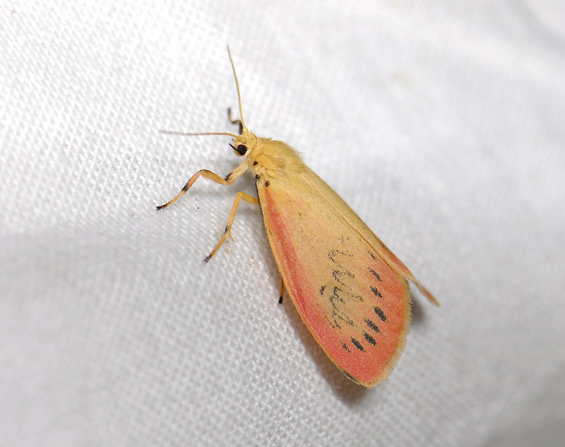 3100   Miltochrista miniata  3585.jpg