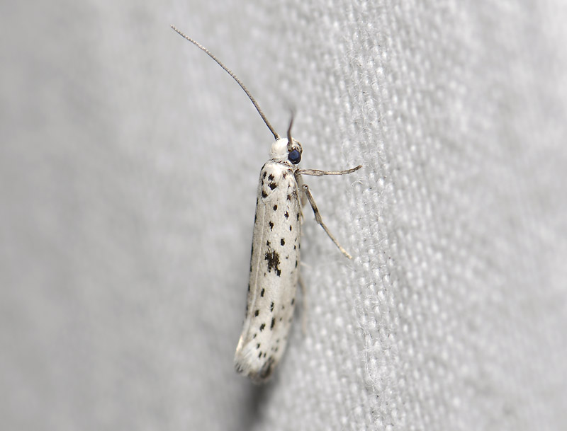 0411   Yponomeuta plumbella  3609.jpg