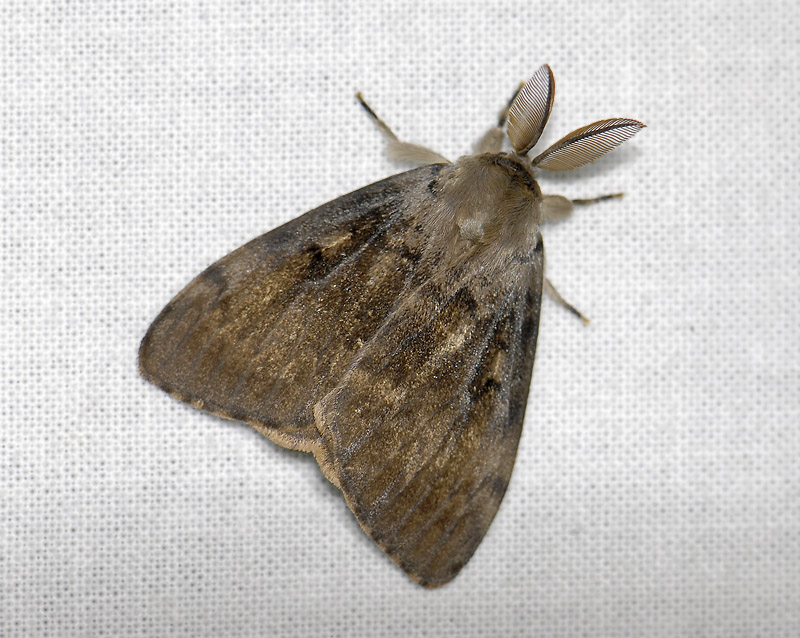 3063   Lymantria dispar  3624.jpg
