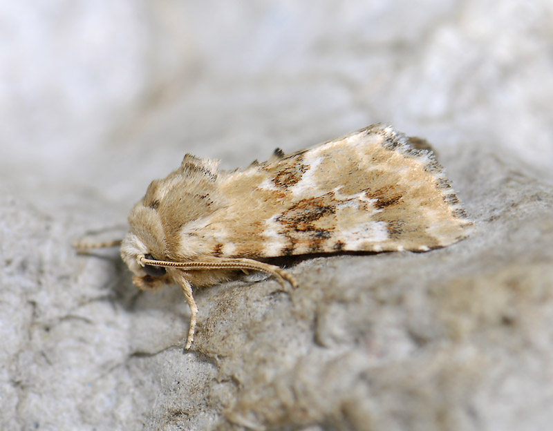 2863   Eremobia ochroleuca  3645.jpg