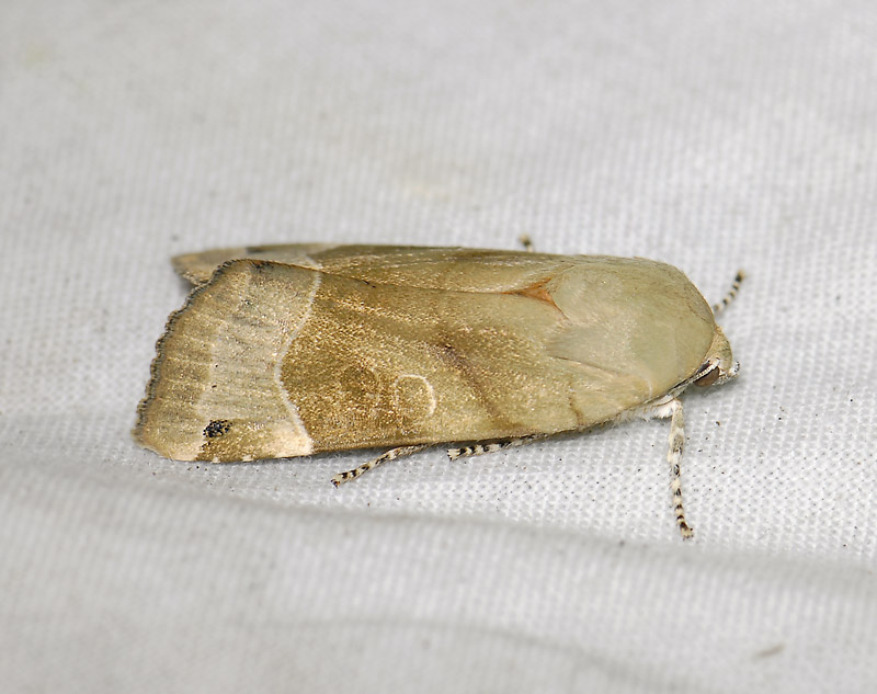 3002   Noctua fimbriata  3689.jpg