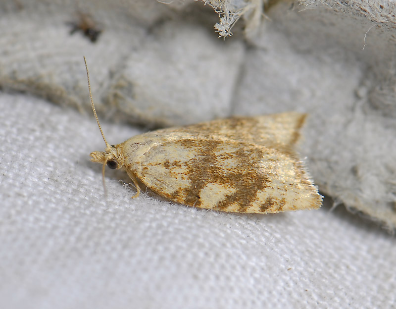 1236   Aleimma loeflingiana  3717.jpg
