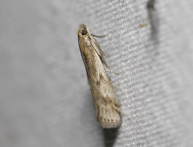 1764   Euzophera cinerosella  3848.jpg