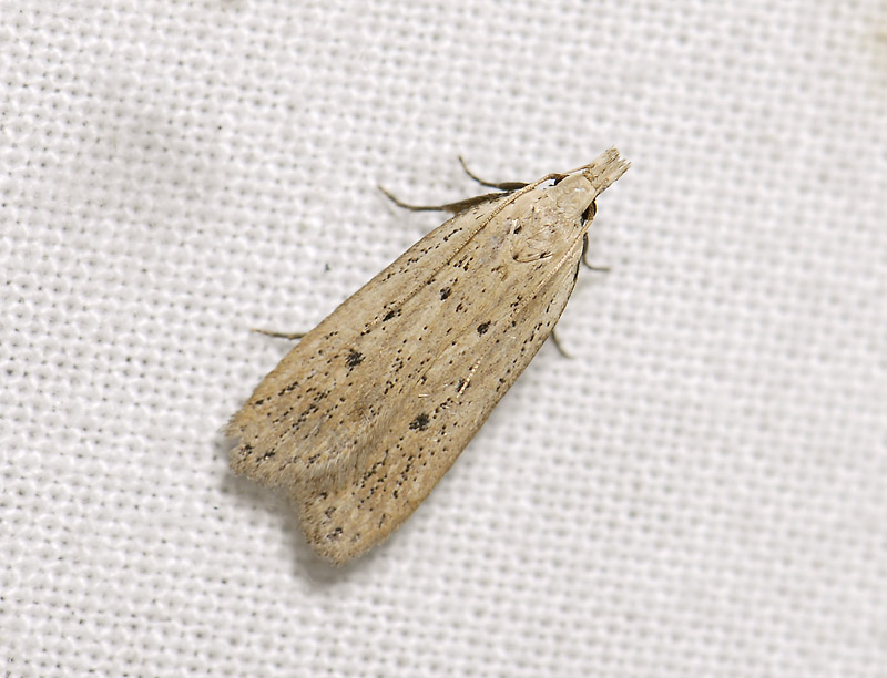 1107   Nothris verbascella  5065.jpg