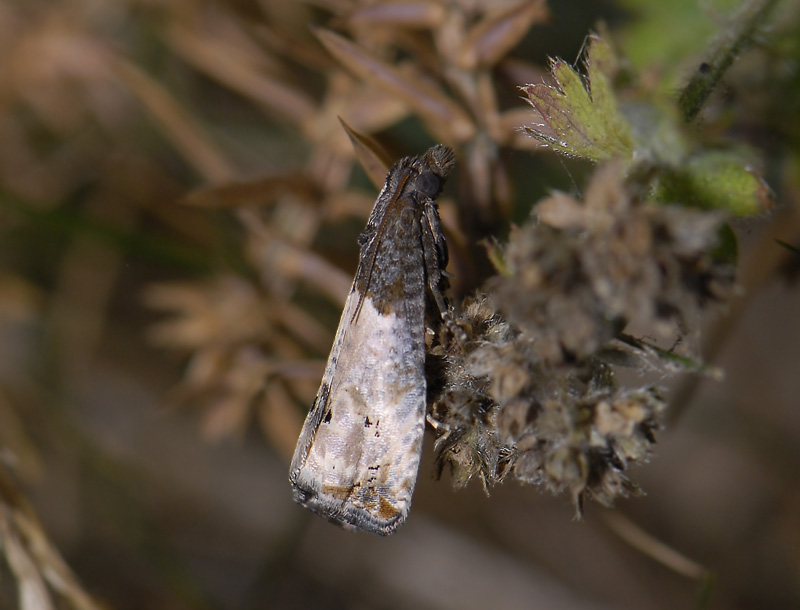 1510   Notocelia roborana  5069.jpg