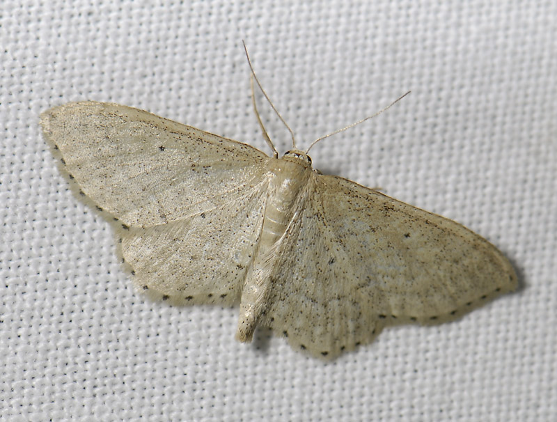 2309   Idaea sylvestraria  5184.jpg