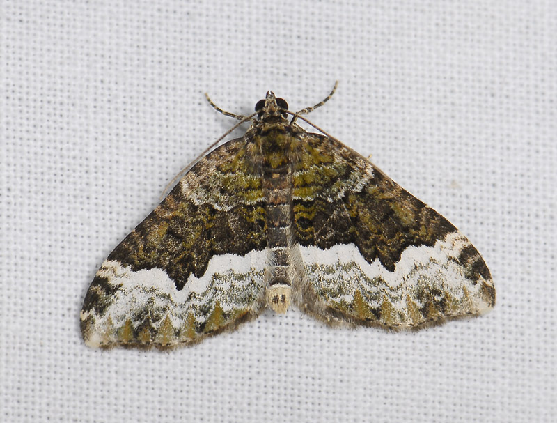 2412   Euphyia biangulata  5295.jpg