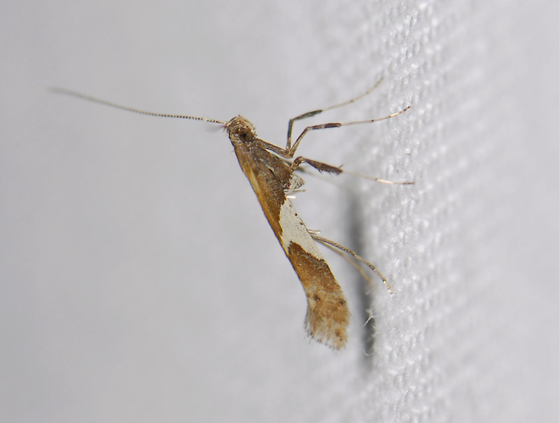 0318   Caloptilia stigmatella  5520.jpg