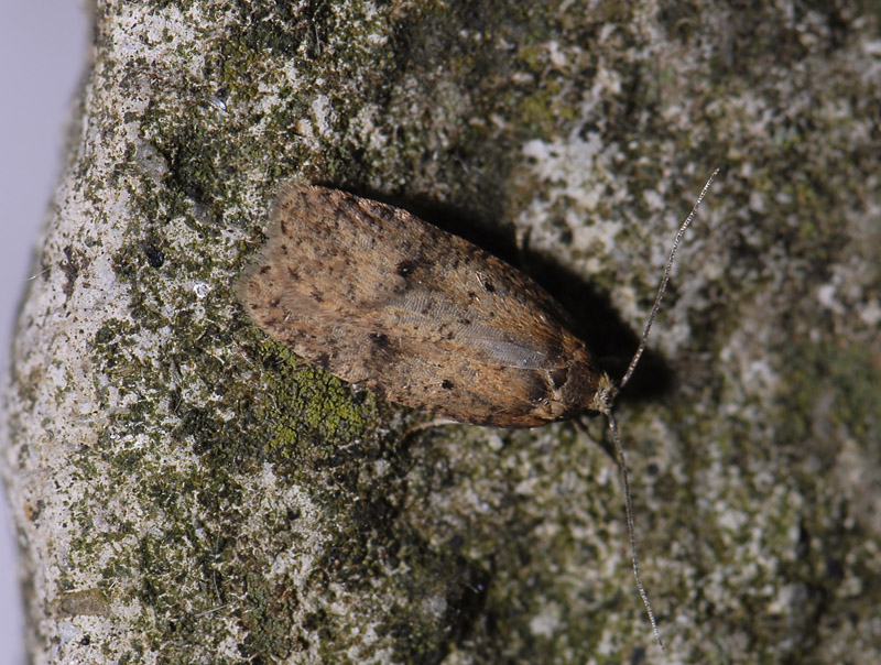 0572   Agonopterix angelicella  5964.jpg