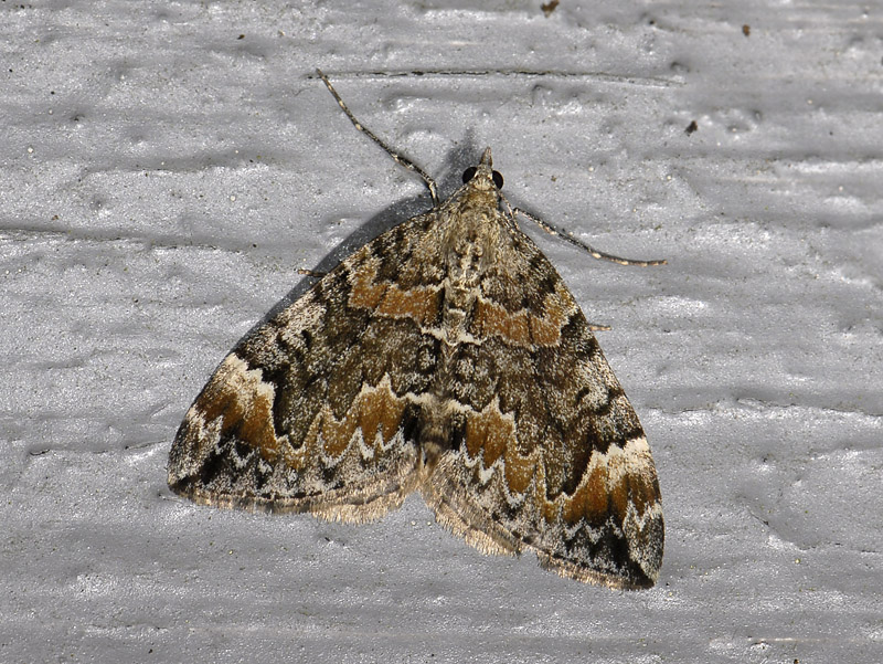 2375   Chloroclysta citrata  6009.jpg