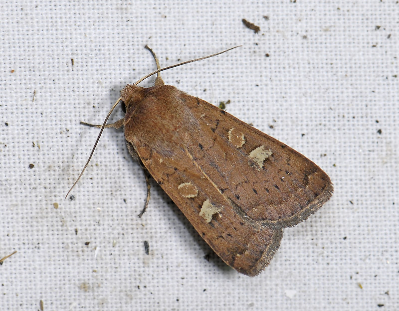 3050   Xestia xanthographa  6078.jpg