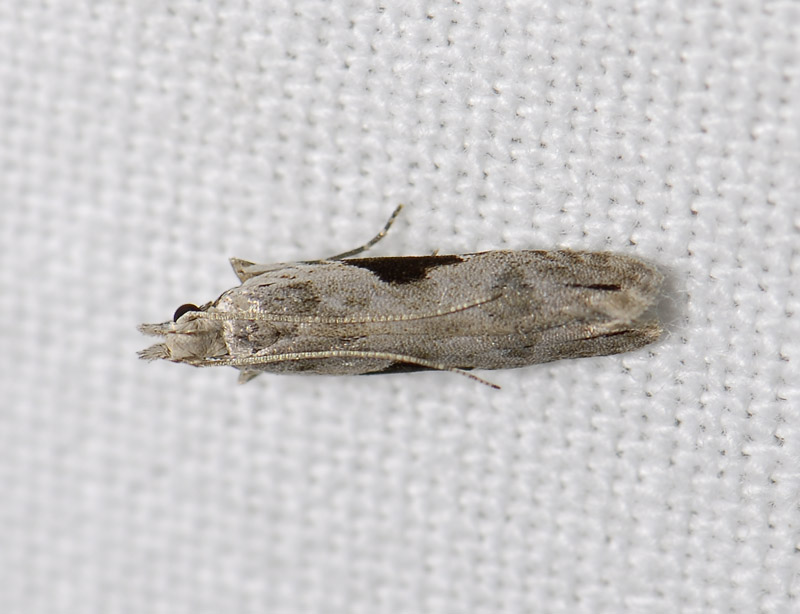1106   Hypatima rhomboidella  6119.jpg