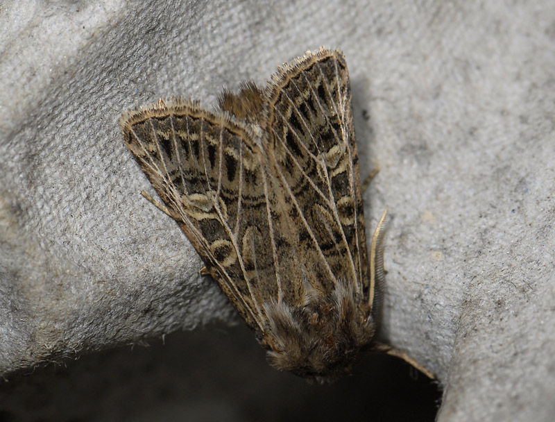 2948   Tholera decimalis  6146.jpg