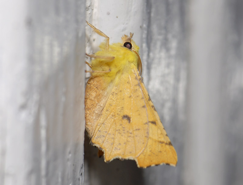 2208   Ennomos alniaria  6256.jpg
