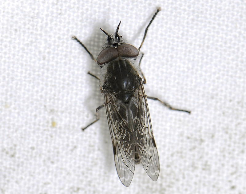 fly6263.jpg