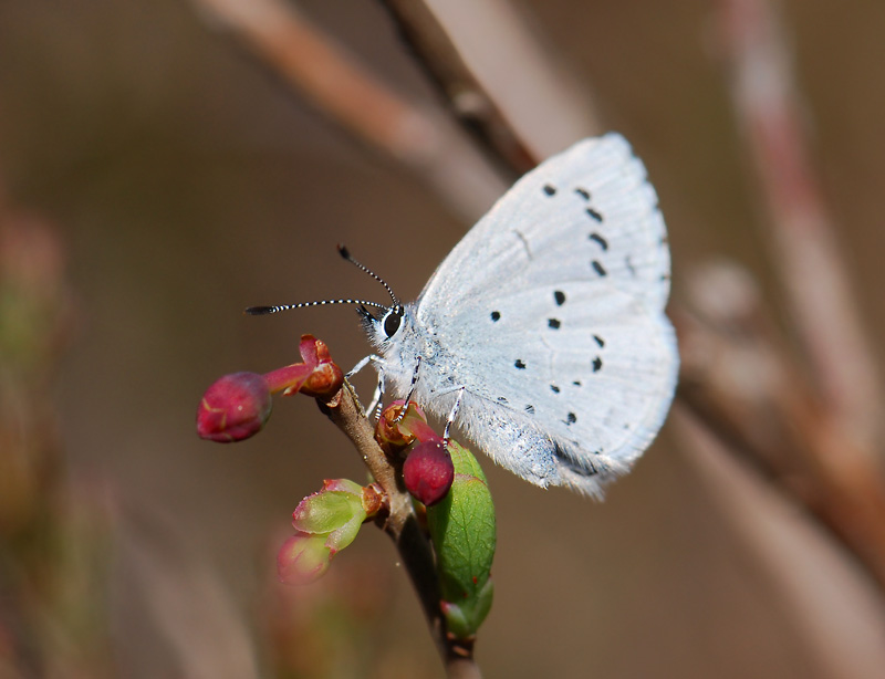 2056   Celastrina argiolus  085.jpg