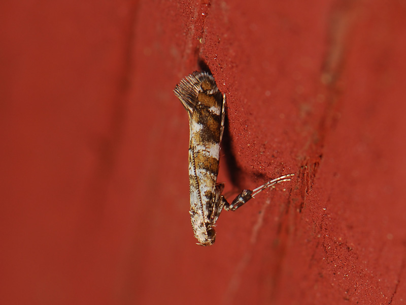 0322   Gracillaria syringella  061.jpg