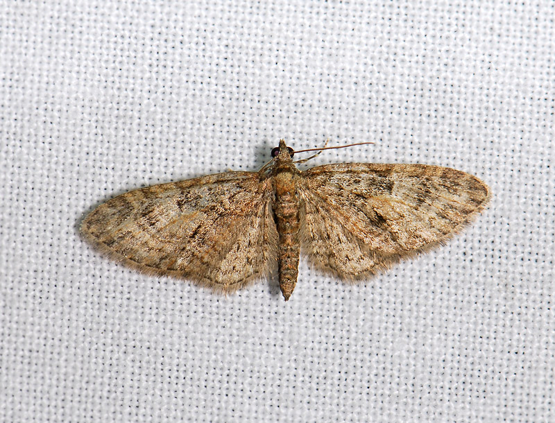 2479   Eupithecia abbreviata  009.jpg