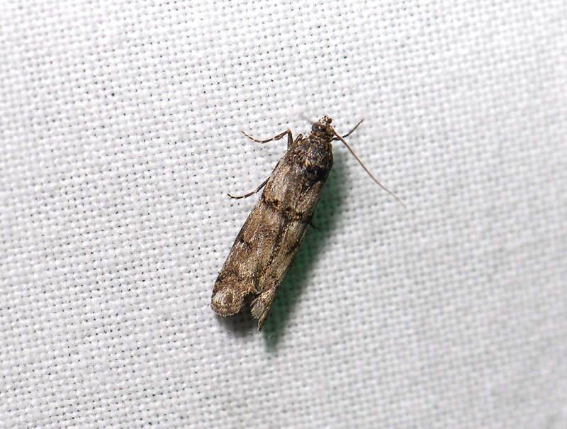 1730   Khorassania compositella  001.jpg