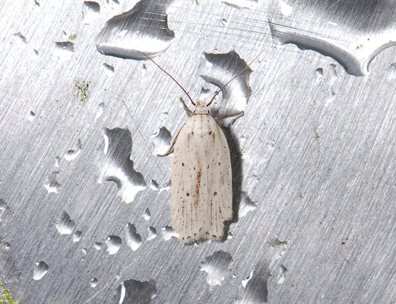 0574   Agonopterix pallorella  007.jpg